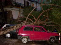 Le Emergenze &raquo; Alberi sradicati dal vento